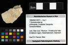 Foto (Objekt + Etiketten) von ? Goniodromites sp. 